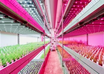 Signify Vertical Farm