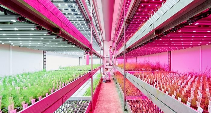 Signify Kian Dekat Pada Tujuan Keberlanjutan 2020 1 Signify Vertical Farm