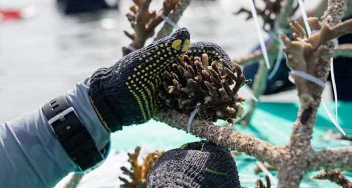 MARS Canangkan “The Big Build”  