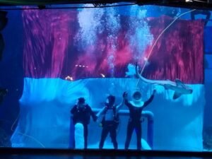 Jakarta Aquarium dan Safari Adakan Pengibaran Bendera di Dalam Air 3 jpo