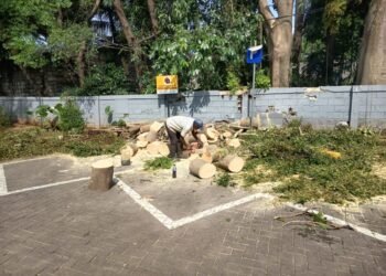 jasa tebang pohon cikarang jasa tebang pohon di bekasi jasa tebang pohon di bogor jasa tebang pohon di bandung jasa tebang pohon di bali