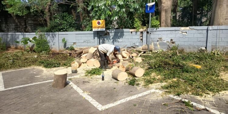 jasa tebang pohon cikarang jasa tebang pohon di bekasi jasa tebang pohon di bogor jasa tebang pohon di bandung jasa tebang pohon di bali